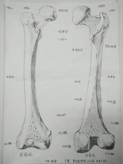 三等奖 基础医学院2016级临床医学本科15班丁萌作品-股骨