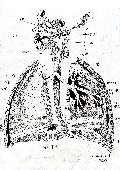 解剖图手绘大赛获奖图片